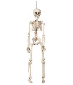 Hængende skelet, 42 cm.