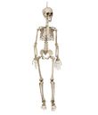 Hængende skelet, 90 cm