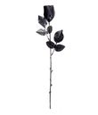 Sort plastik rose