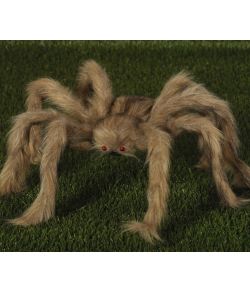 Behåret edderkop, 60 cm.