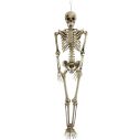 Skelet i kiste 161 cm 