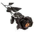 Sort rose med øje