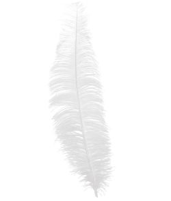 Hvide strudsefjer 40 cm, 12 stk