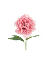 Rosa Bonderose, 1 stk