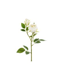 Lys creme rose, 1 stk