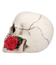 Casanova kranie med rose