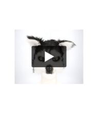 Husky maske med pels