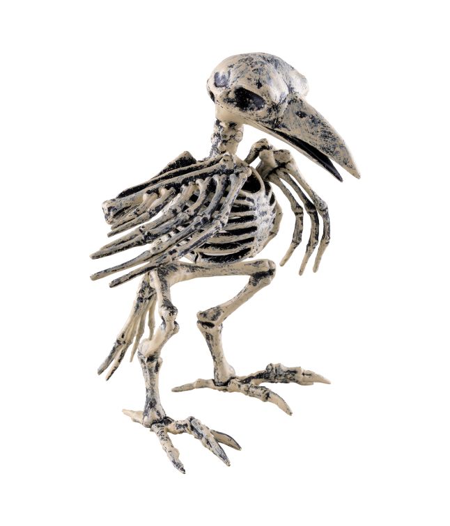 Fugleskelet