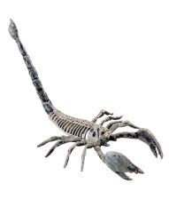 Skorpion skelet, 25 cm