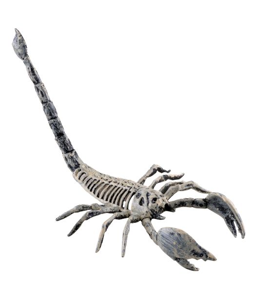 Skorpion skelet, 25 cm