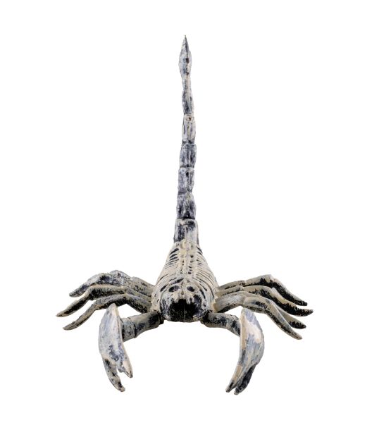 Skorpion skelet, 25 cm