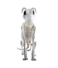 Hundeskelet i plastik