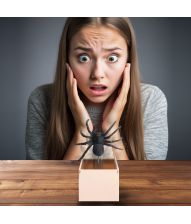 Træboks med edderkop