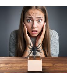 Træboks med edderkop