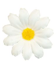 Margueritter, 20 stk til udklædning og dekoration