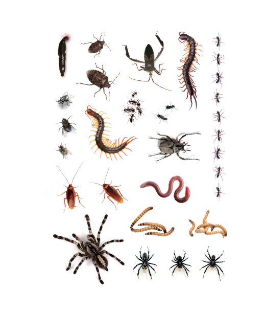 Krybende insekter tatoveringer