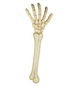 Skeletarm, 46 cm